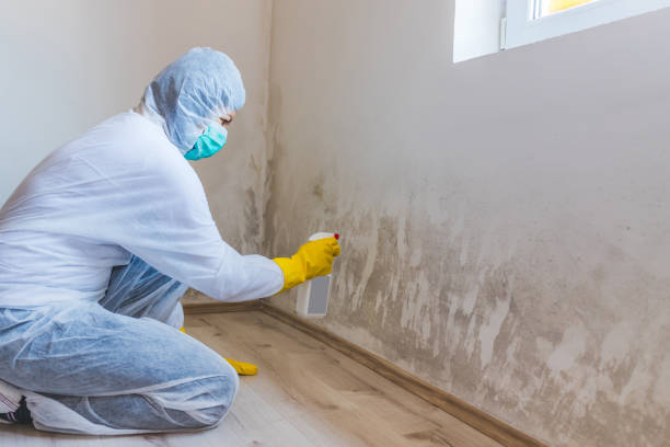 Licensed Mold Cleanup service in Lexington Park, MD - WQB Mold Removal