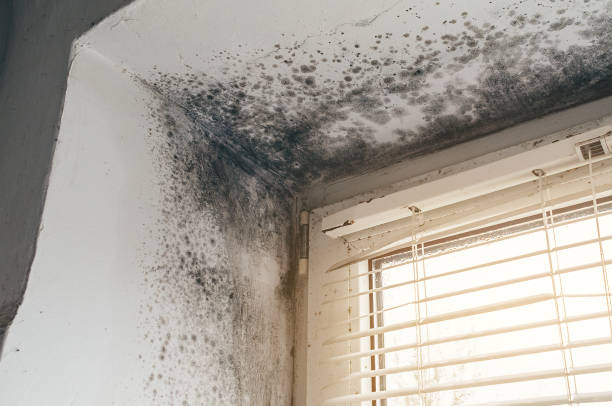 Affordable Mold Cleanup solutions in Lexington Park, MD